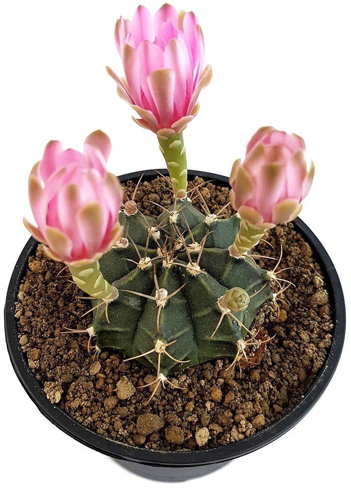 Gymnocalycium mihanovichii Fangblatt pflegeleichte Sukkulente feengleicher Kaktus mit rosa Blüten Ø 9 cm Topf 