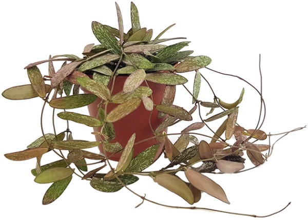 Hoya sigillatis - Porzellanblume