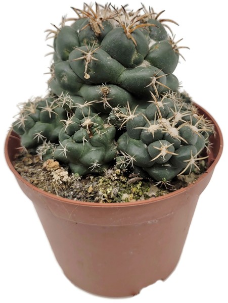 Coryphantha andreae - großwarziger Kaktus