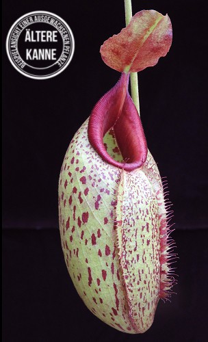 Nepenthes robcantleyi x aristolochioides BE-4036
