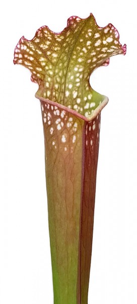 Sarracenia (xMitchelliana) X Leucophylla (Klon 2)