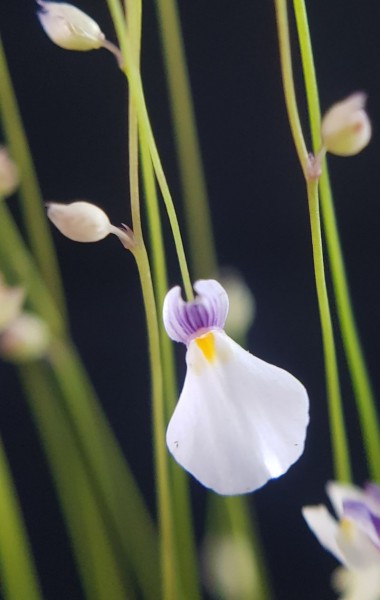 Utricularia blanchetii 'White Flower'