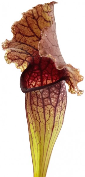 Sarracenia Purpurea X Leucophylla
