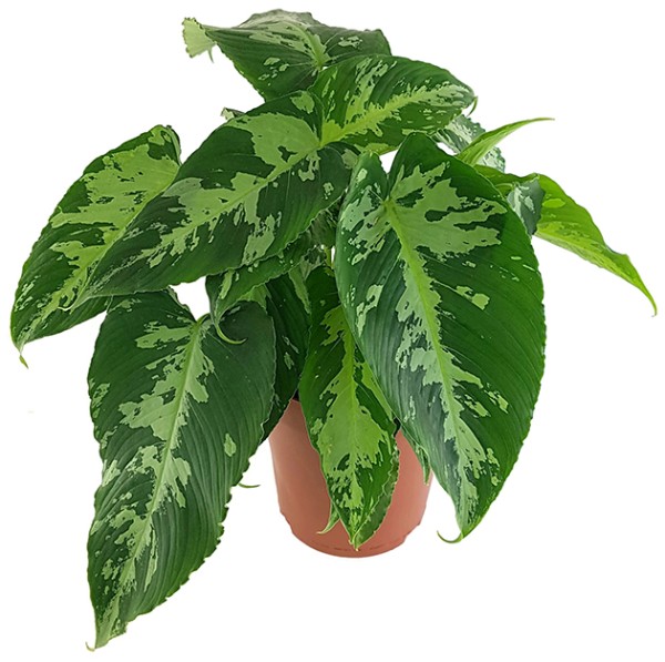 Schismatoglottis wallichii - tropische Zimmerpflanze