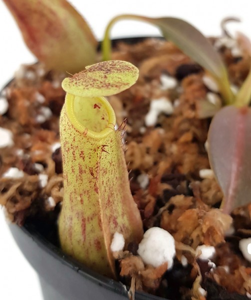 Nepenthes eymae BE-3736