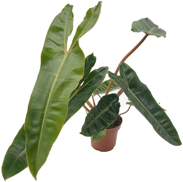 Philodendron billietiae - gigantischer Baumfreund