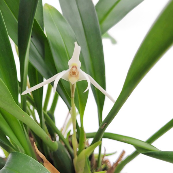 Maxillaria Goldenberg Hybride - weiße Orchidee