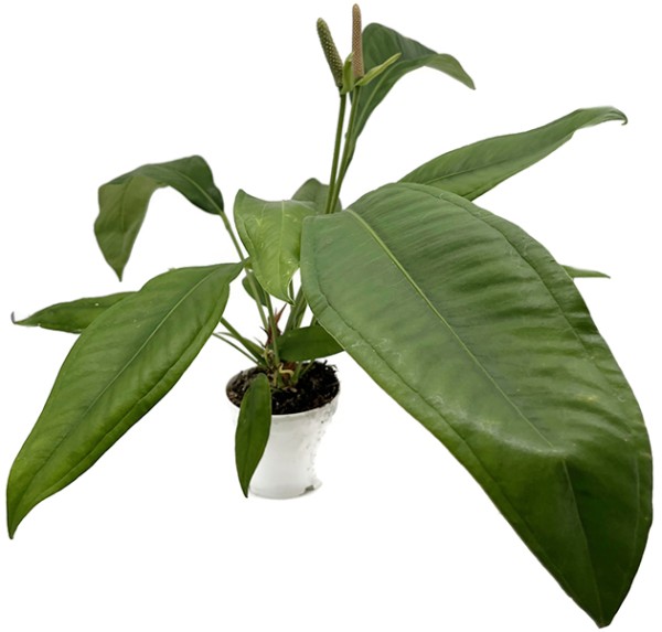 Anthurium Hookeri - beeindruckende Grünpflanze