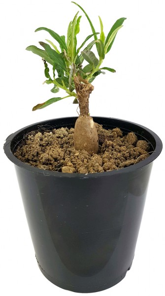 Decaschistia intermedia - dekorative Caudexpflanze