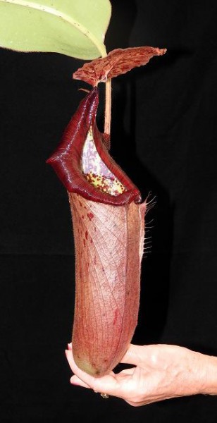Nepenthes glandulifera x robcantleyi BE-3964
