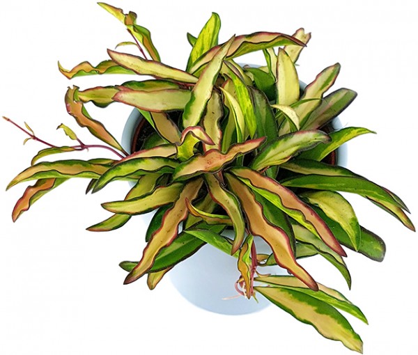 Hoya wayetii variegata - Porzellanblume