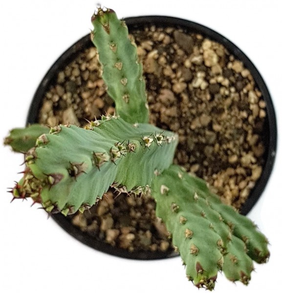 Euphorbia debilispina wolfsmilchgewächs euphorbie