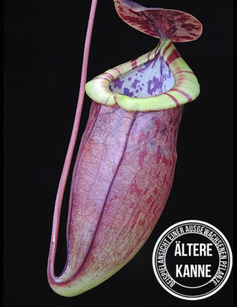 Nepenthes eustachya x tenuis BE-3971