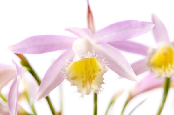 Pleione grandiflora - großblütige Tibetorchidee
