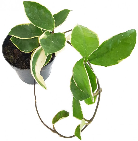 Hoya carnosa 'Krimson Queen' - Porzellanblume
