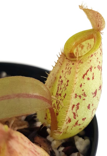 Nepenthes ampullaria BE-3007