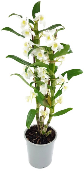 Dendrobium nobile 'Apollon' - Orchidee