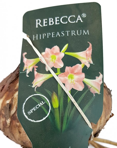 Hippeastrum 'Rebecca' - zart rosa Amaryllis