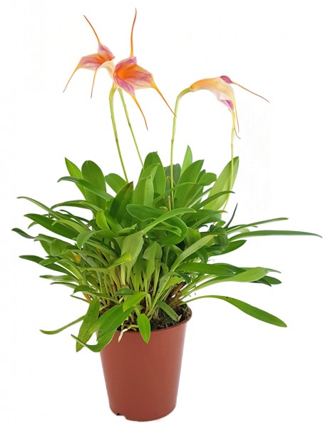 Masdevallie - Bellavallia zarte Orchidee