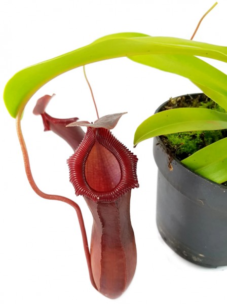 Nepenthes X 'Bill Bailey'
