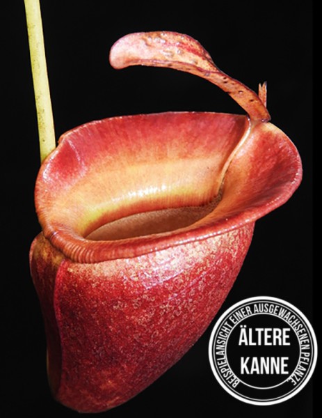Nepenthes jacquelineae BE-3874