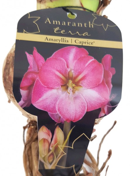 Hippeastrum "Caprice" - Ritterstern mit rosa Blüte