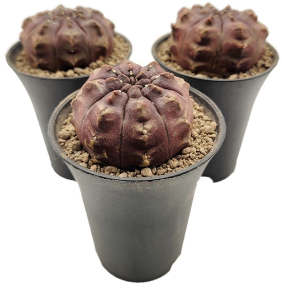 Gymnocalycium mihanovichii 'Daydream' - japanischer Kaktus