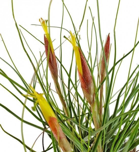 Tillandsia schiedeana - Aufsitzerpflanze