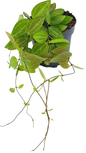 Dischidia ovata - exotische Hängepflanze