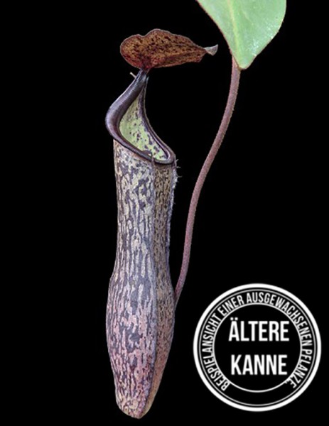 Nepenthes ramispina x vogelii BE-3957