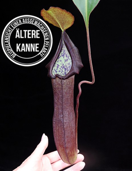 Nepenthes maxima x ramispina BE-3740