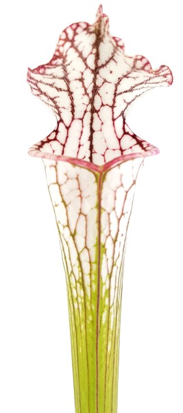 Sarracenia Leucophylla "pink & white"