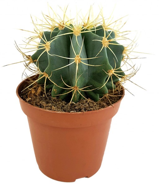 Ferocactus glaucescens - blaugrüner Kaktus