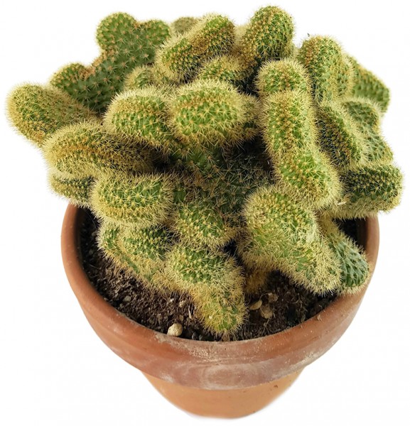 hildewinteria aurespina f cristata seltener kaktus