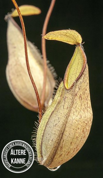Nepenthes tentaculata BE-3870