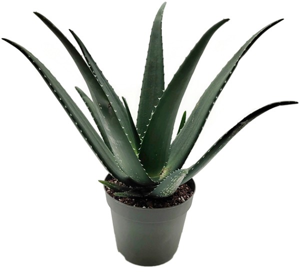 Aloe 'Medivera Green' - Aloepflanze