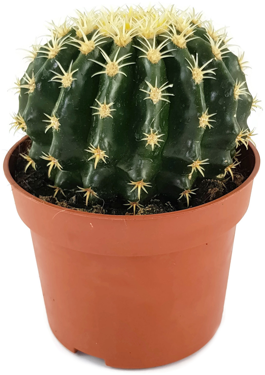 Echinocactus grusonii v. intermedius - kurzdorniger Kugelkaktus, Kakteen &  Sukkulenten, Pflanzen