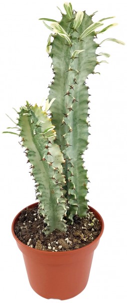 Euphorbia eritrea 'Variegata' - panaschierte Wolfsmilch