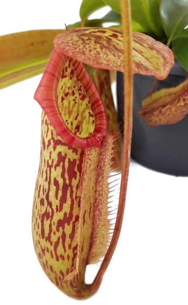 nepenthes miranda fangblatt kannenpflanze kaufen online fleischfressende pflanze karnivore hängend