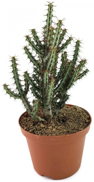 Euphorbia aeruginosa Euphorbie Wolfsmilchgewächs kaktus sukkulente selten