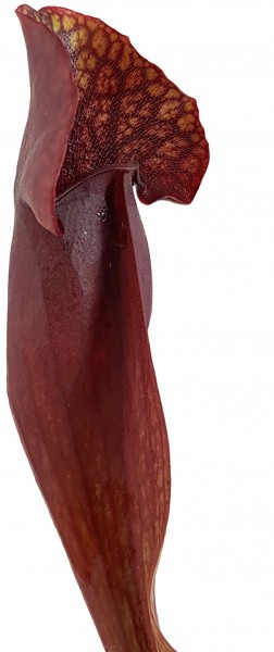 Sarracenia Purpurea ssp. Purpurea Klon 2