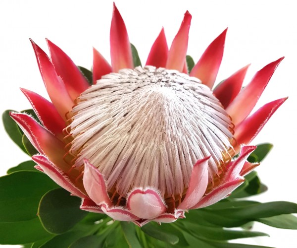 protea rot little prinz federbusch nationalblume südafrika