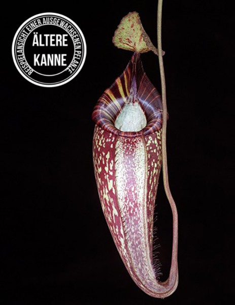 Nepenthes talangensis x spectabilis BE-4063