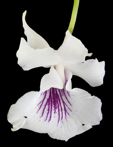 Pescoranthes Goldberg - weiß-lila Orchidee
