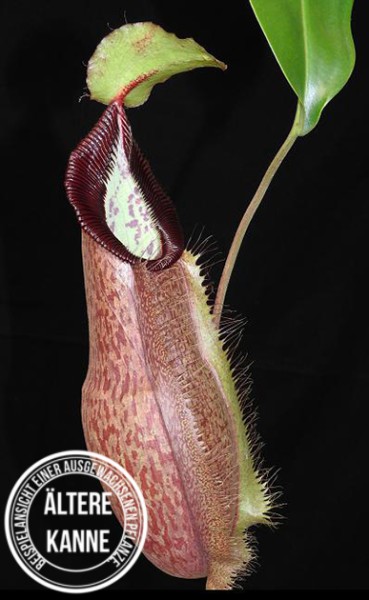 Nepenthes spathulata x hamata BE-3712