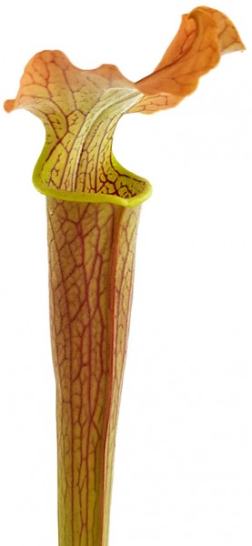Sarracenia Rubra var. gulfensis 'Wavy Lid'