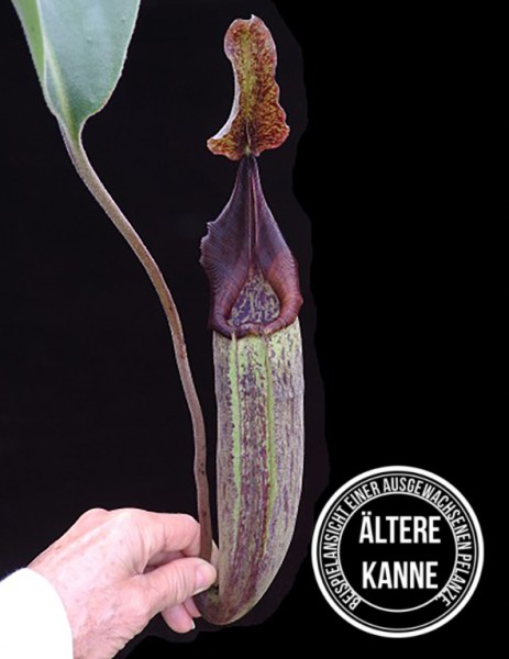 Nepenthes robcantleyi x fusca BE-3893