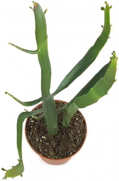 Euphorbia xylophylloides - Sukkulente