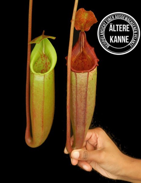 Nepenthes (veitchii x lowii) x mira BE-3910