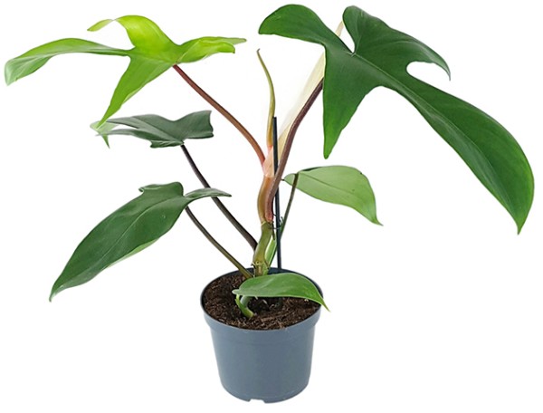 Philodendron 'Florida' - Baumfreund